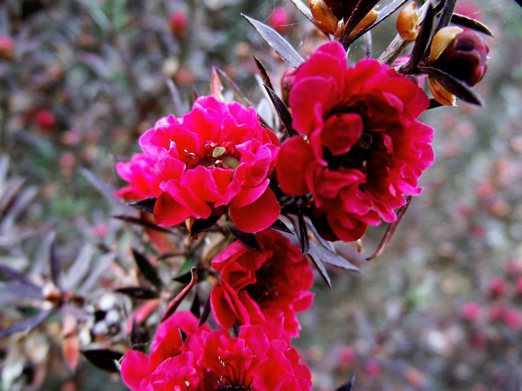 Santo Antonio da Serra Vila Joaninha מראה חיצוני תמונה